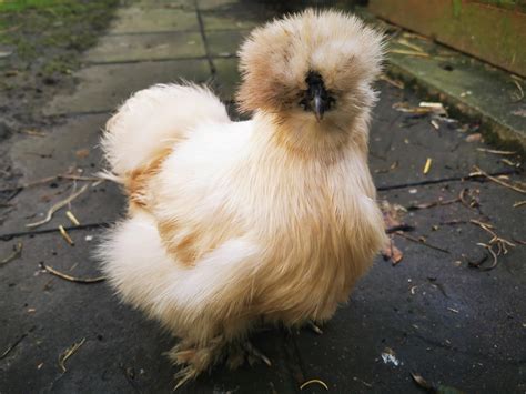 Fluffy White Chicken