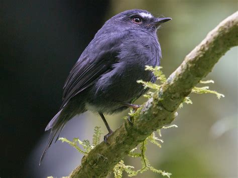 Blackish Chat-Tyrant - eBird