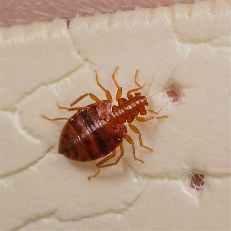 Bed Bug VS Tulsa Pest Control - TermMax