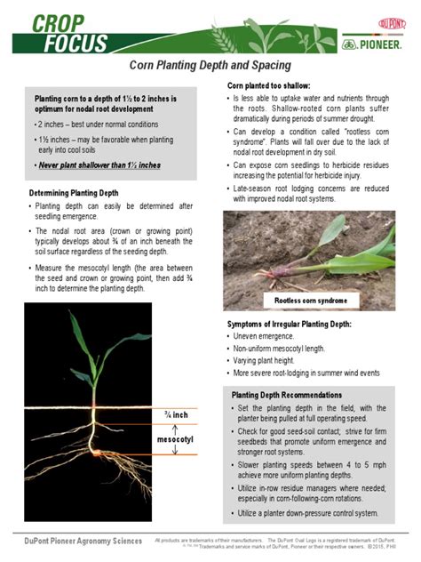 Corn Planting Depth and Spacing | PDF | Maize | Root