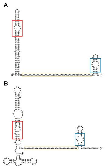 Biomolecules | Special Issue : RNA Trafficking and Local Translation in ...