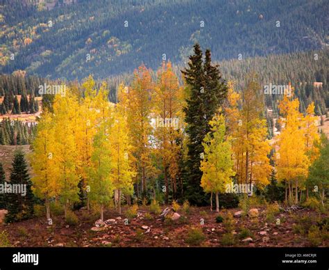 Aspen Tree Fall Foliage Colorado High Resolution Stock Photography and ...