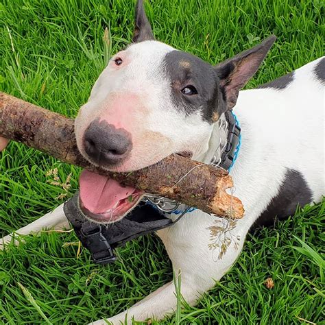 15+ Of The “Dumbest” Dog Breeds