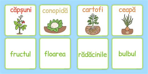 Fructe și legume - Cartonașe pereche (teacher made)