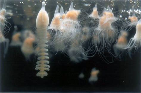 ZooLex Image - Strobilation