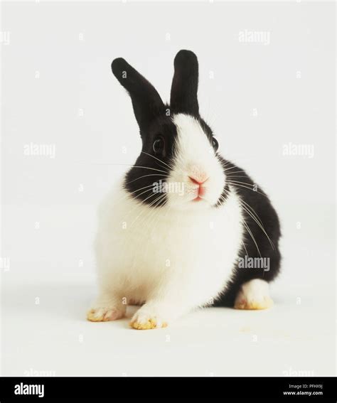 Black and white rabbit, front view Stock Photo - Alamy