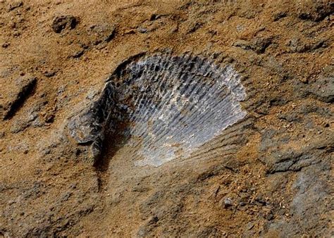 Rajasaurus narmadensis and other wonders: Five places in India to see ...