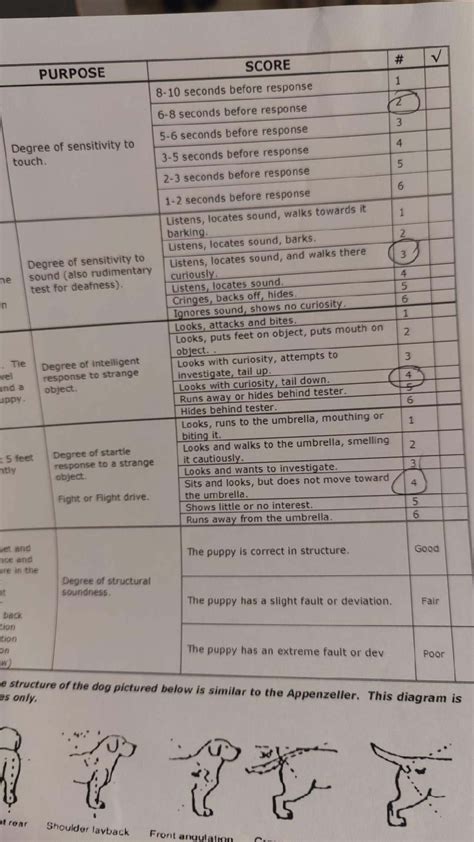 Volhard Puppy Personality test results help! | Golden Retriever Dog Forums