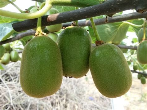 猕猴桃种子可以什么时候播种-绿宝园林网
