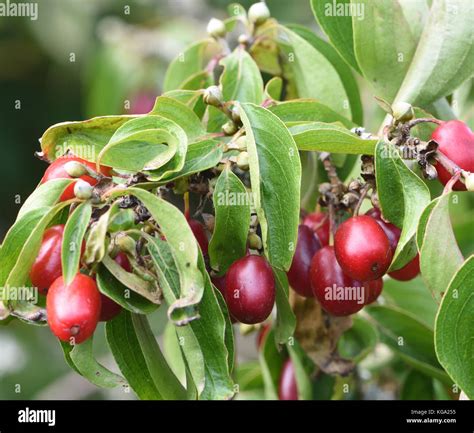 Fruits of Cornelian cherry, European cornel or Cornelian cherry dogwood ...