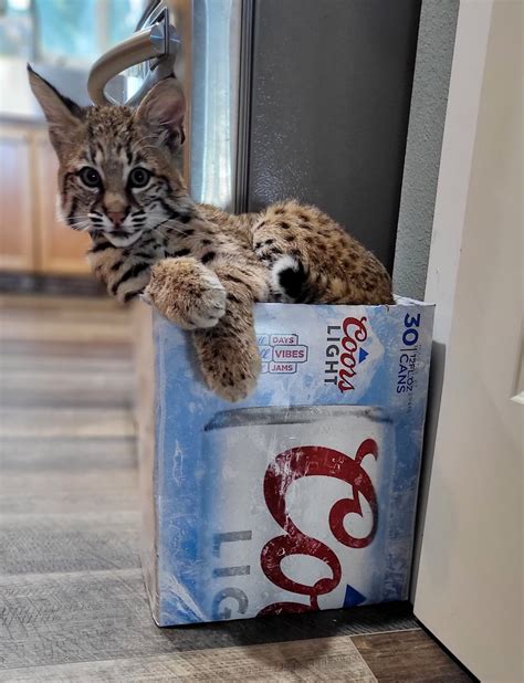 [OC] Cats and boxes : r/aww