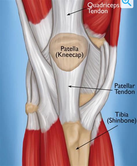 patellar tendon leg extension
