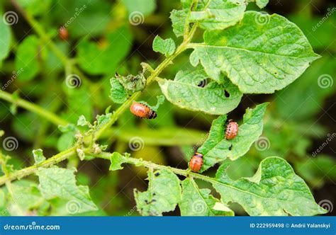 Colorado Potato Beetle - Leptinotarsa Decemlineata on Potatoes Bushes. a Pest of Plant and ...