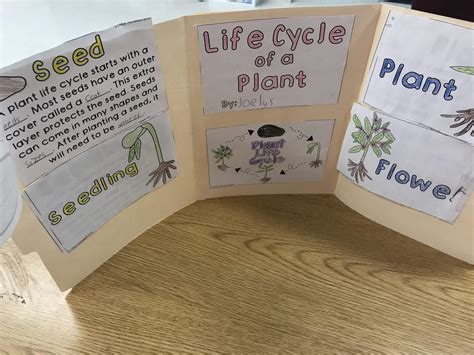 Image result for Python Life Cycle for Kids