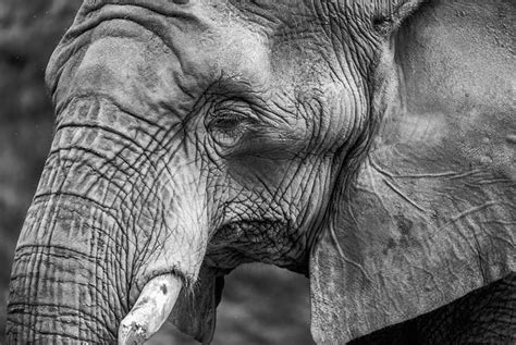 Top Tips and Tricks to Master the Fill the Frame Photography