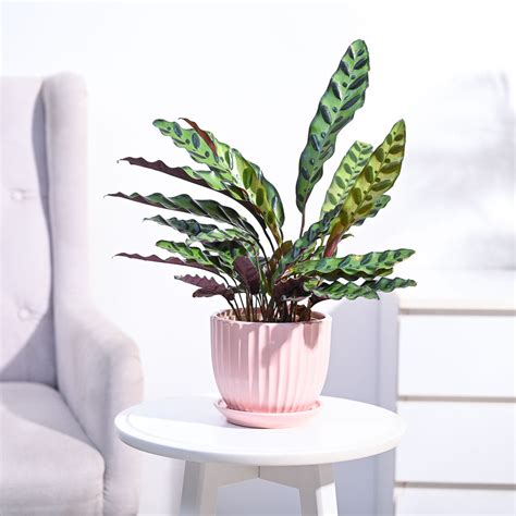 Calathea Rattlesnake Plant – Ugaoo