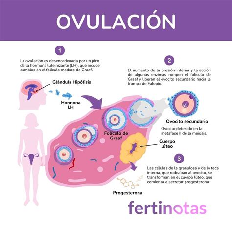 Qué es la ovulación: cuándo y cómo se produce - Fertinotas