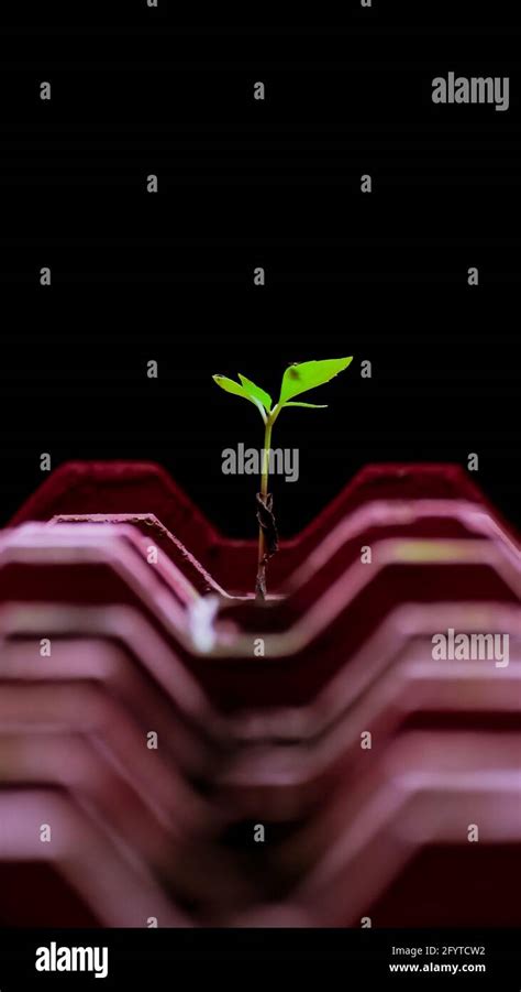 Image result for Sapling Development