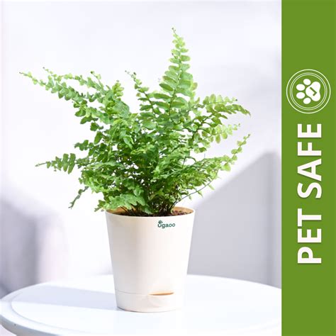 Ugaoo Boston Compacta Natural Live Indoor Pet Safe Plant with Pot ...
