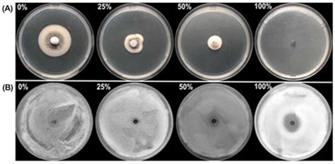 Potential of Trichoderma virens HZA14 in Controlling Verticillium Wilt ...