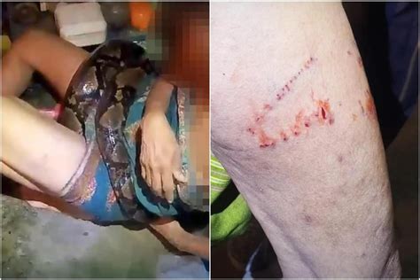 Image result for Python Wrapped around Woman