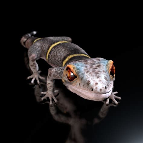 Chinese Cave Gecko - Goniurosaurus hainanensis 3D model | CGTrader