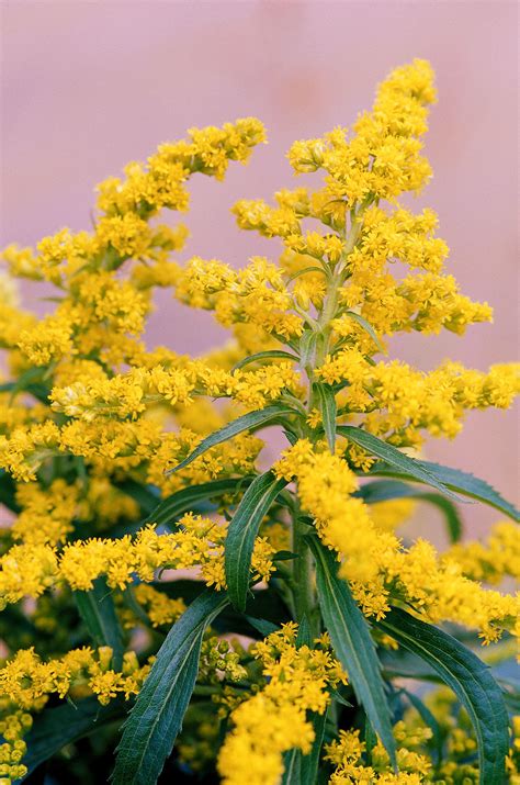 Goldenrod Flower