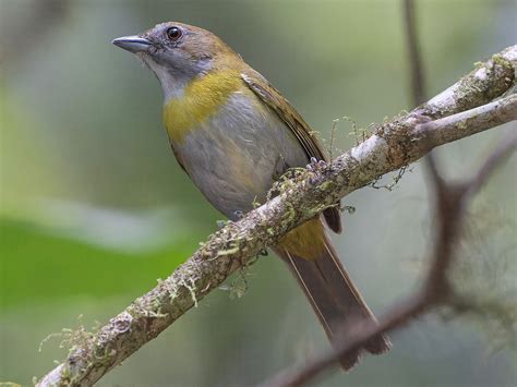 Ashy-throated Chlorospingus - eBird