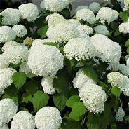Image result for Annabelle Hydrangea