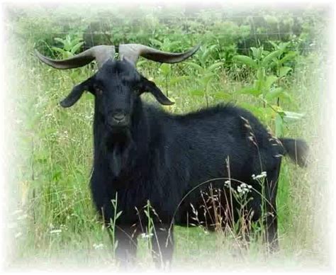 Image result for Pango Animals