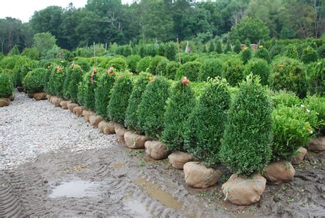 Buxus Evergreen Shrubs _ 20 Types of Boxwood Shrubs for Landscaping - ICKAH
