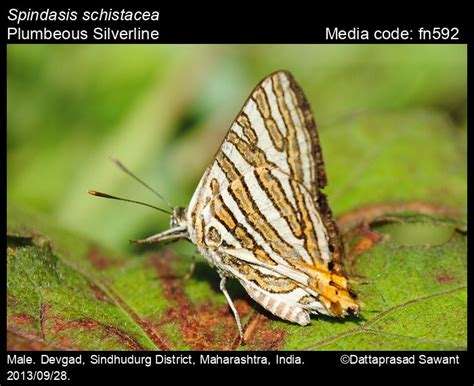 Spindasis schistacea | Butterfly