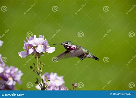 Humming bird with flowers stock image. Image of flowers - 19749613