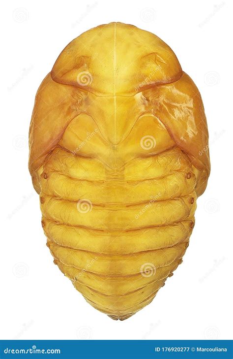 Dorsal View Of Common Rice Weevil, Sitophilus Oryzae Royalty-Free Stock Image | CartoonDealer ...