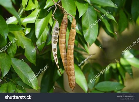 Inga Edulis Fabaceae Family Known Icecream Stock Photo 2259956655 ...