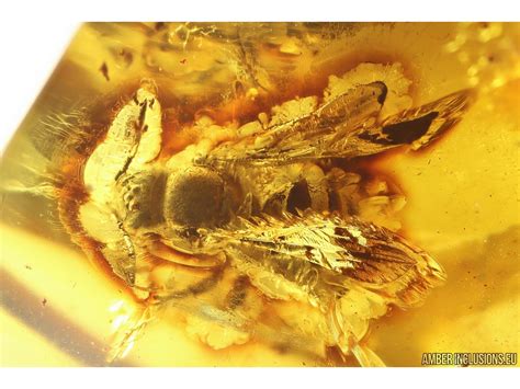 Very nice Rare Big 12mm Honey Bee Apoidea. Fossil insect in Big 55g ...