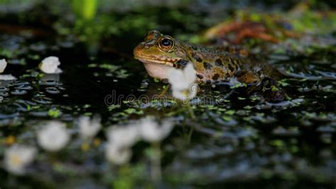 Image result for Frog Shouting Help