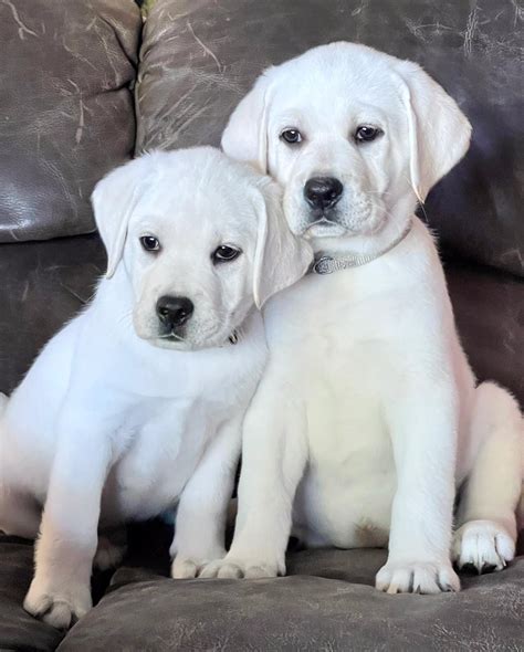 English Lab Puppies