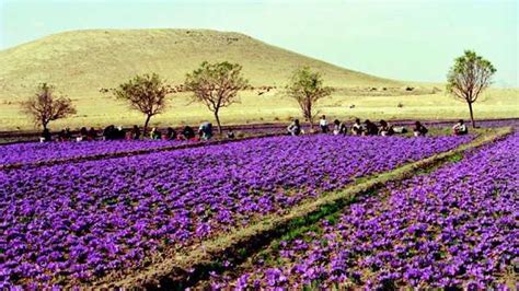 Saffron – the facts about the world’s most expensive spice - The Silk Road Spice Merchant