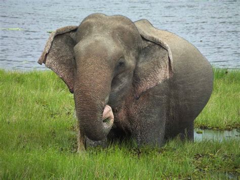 How Do Elephants Mate? - A-Z Animals