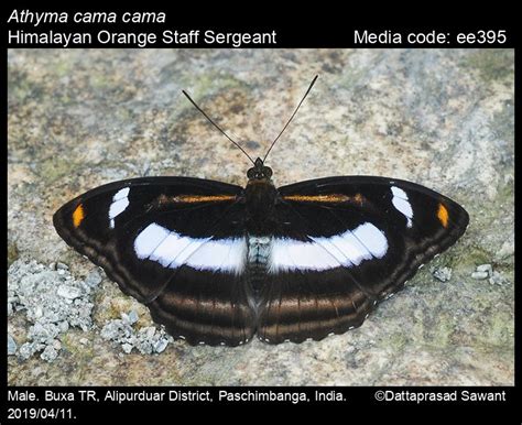 Athyma cama | Butterfly