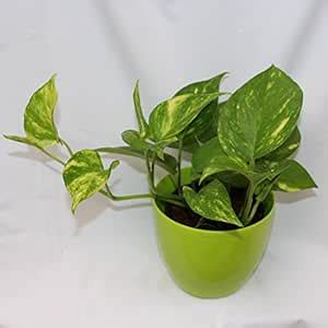 Plantsworld Money Plant Variegated Live Plant : Amazon.in: Garden ...