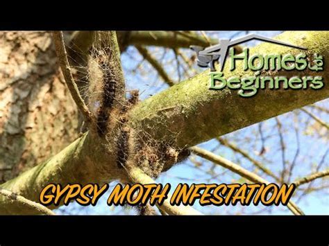 Image result for Gypsy Moth