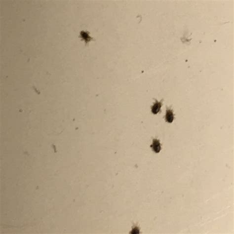Identifying Tiny Black Bugs? | ThriftyFun