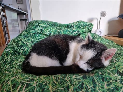 Image result for Call Center Agent Example