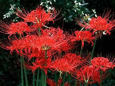 nomi fiori giapponesi lycorus radiata higanbana higanbana il fiore rosso nomi fiori giapponesi lycorus radiata higanbana higanbana il fiore rosso
