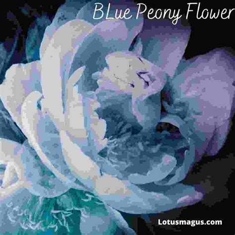 Biblical Meaning of Peony, Spiritual Symbolism, Colors (Blue, Orange ...