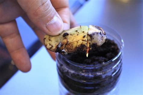 Image result for Mango Sprouting