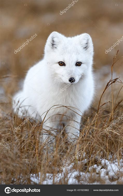 Baby Arctic Fox Tundra