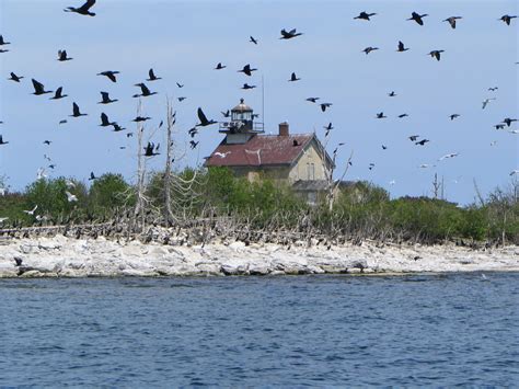 Double-crested cormorants | FWS.gov